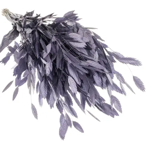 Chasmanthium milka Metallic gefärbt 70cm
