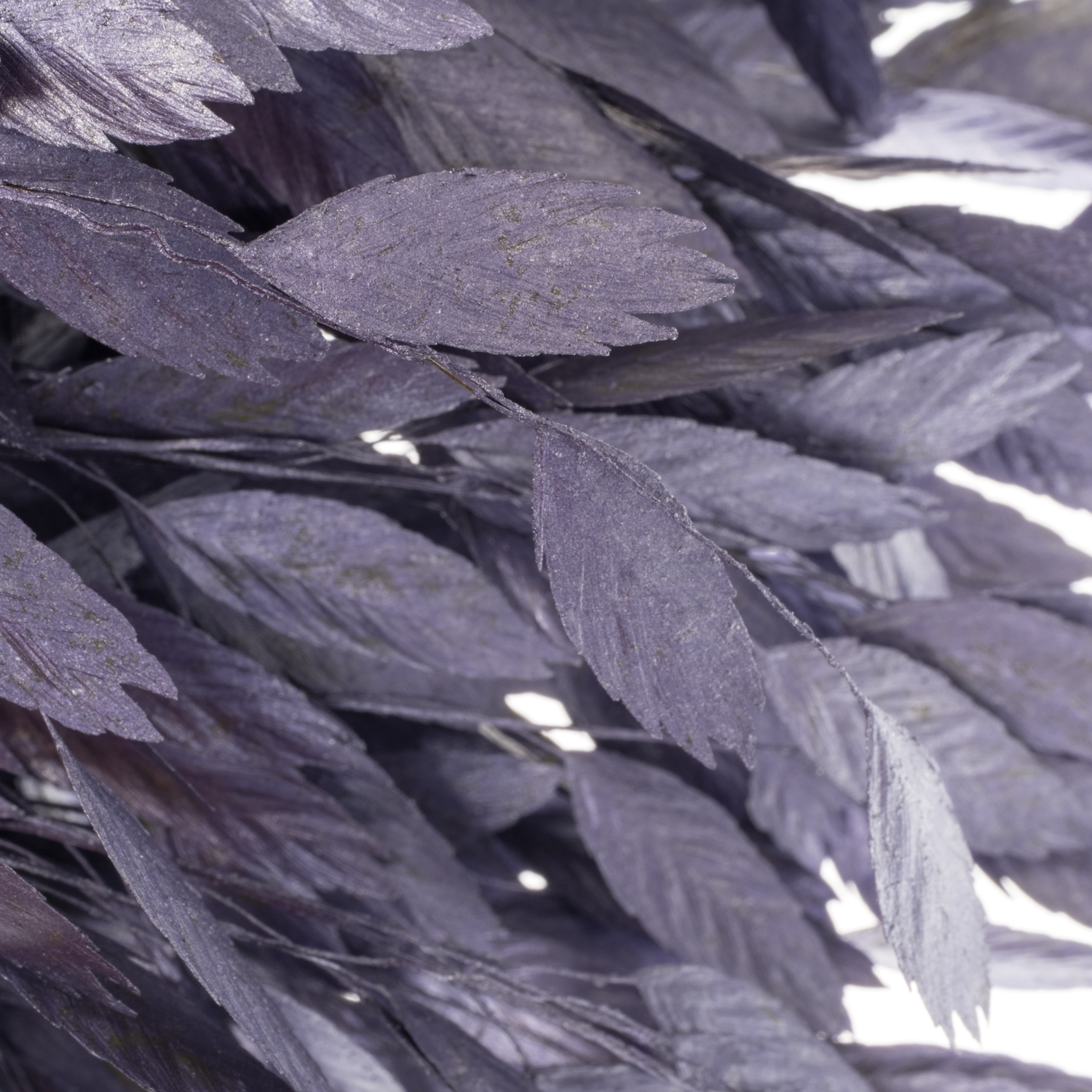 Chasmanthium milka Metallic gefärbt 70cm