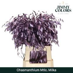 Chasmanthium milka Metallic gefärbt 70cm