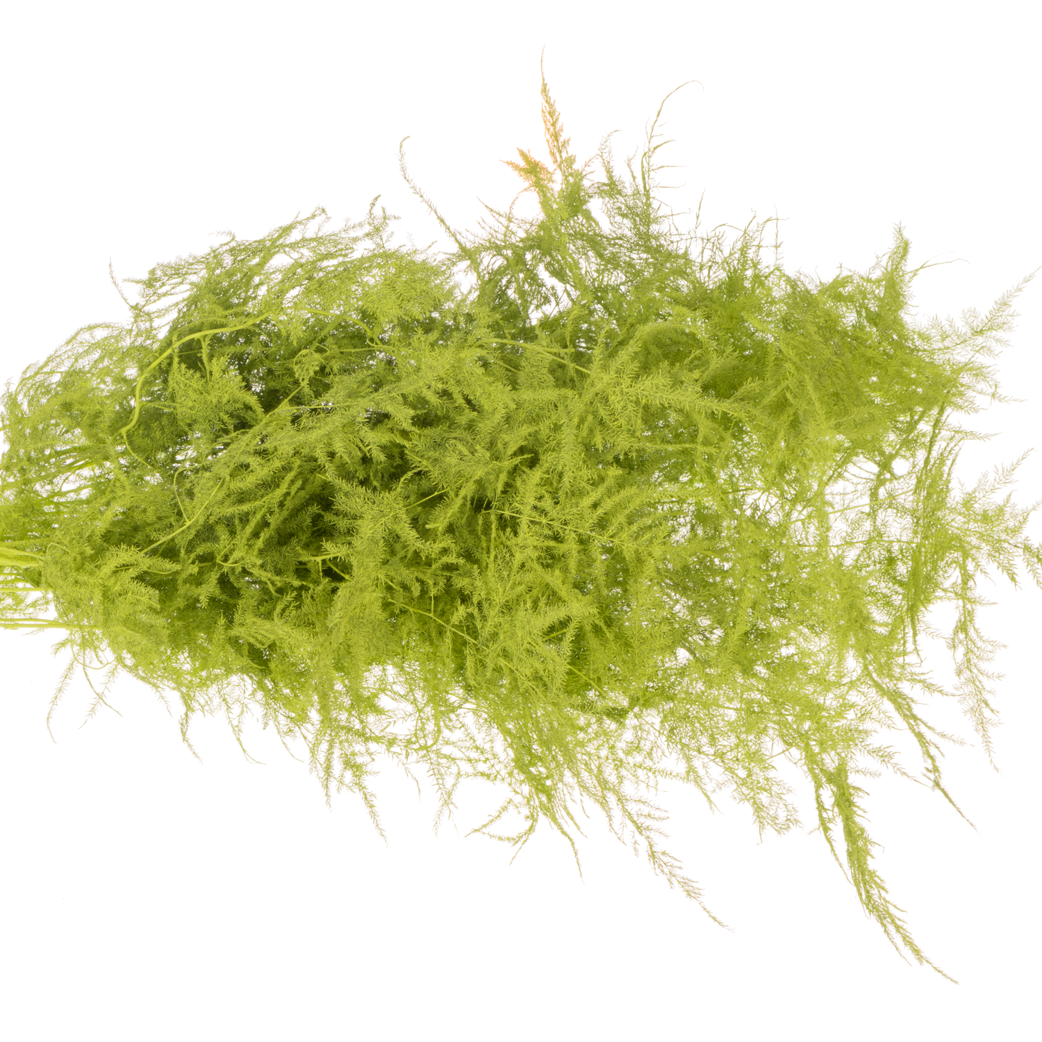 Plumosus mint grün gefärbt 85cm (x25)