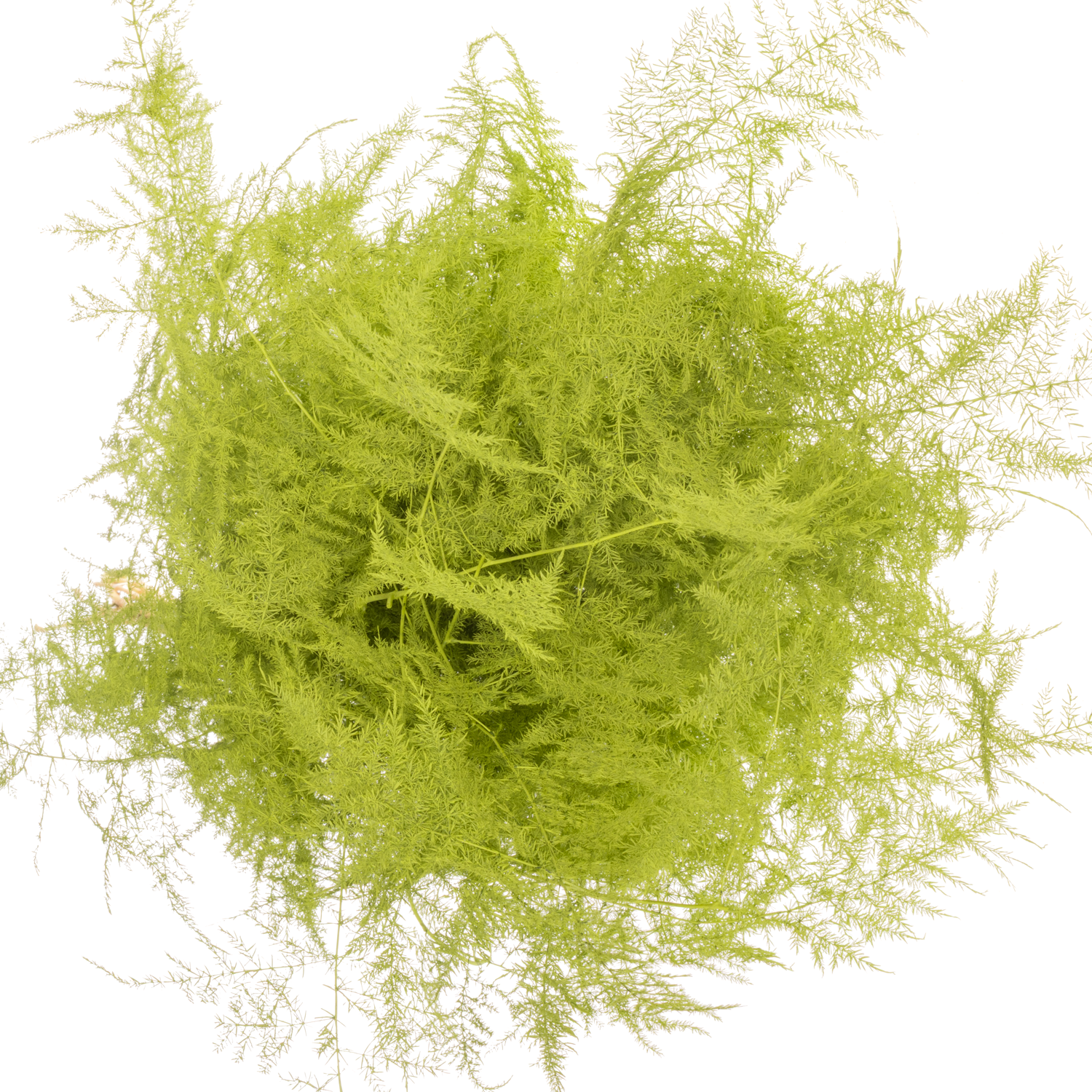 Plumosus mint grün gefärbt 85cm (x25)