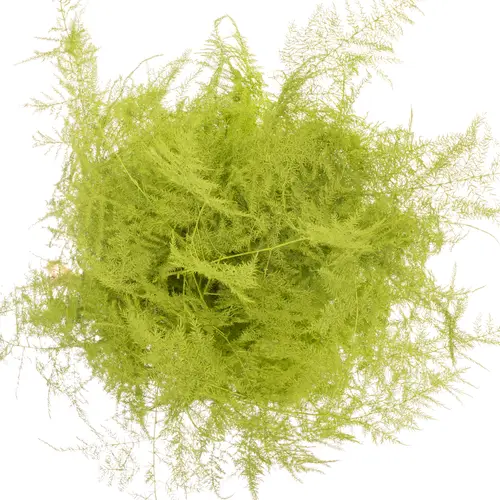 Plumosus mint grün gefärbt 85cm (x25)