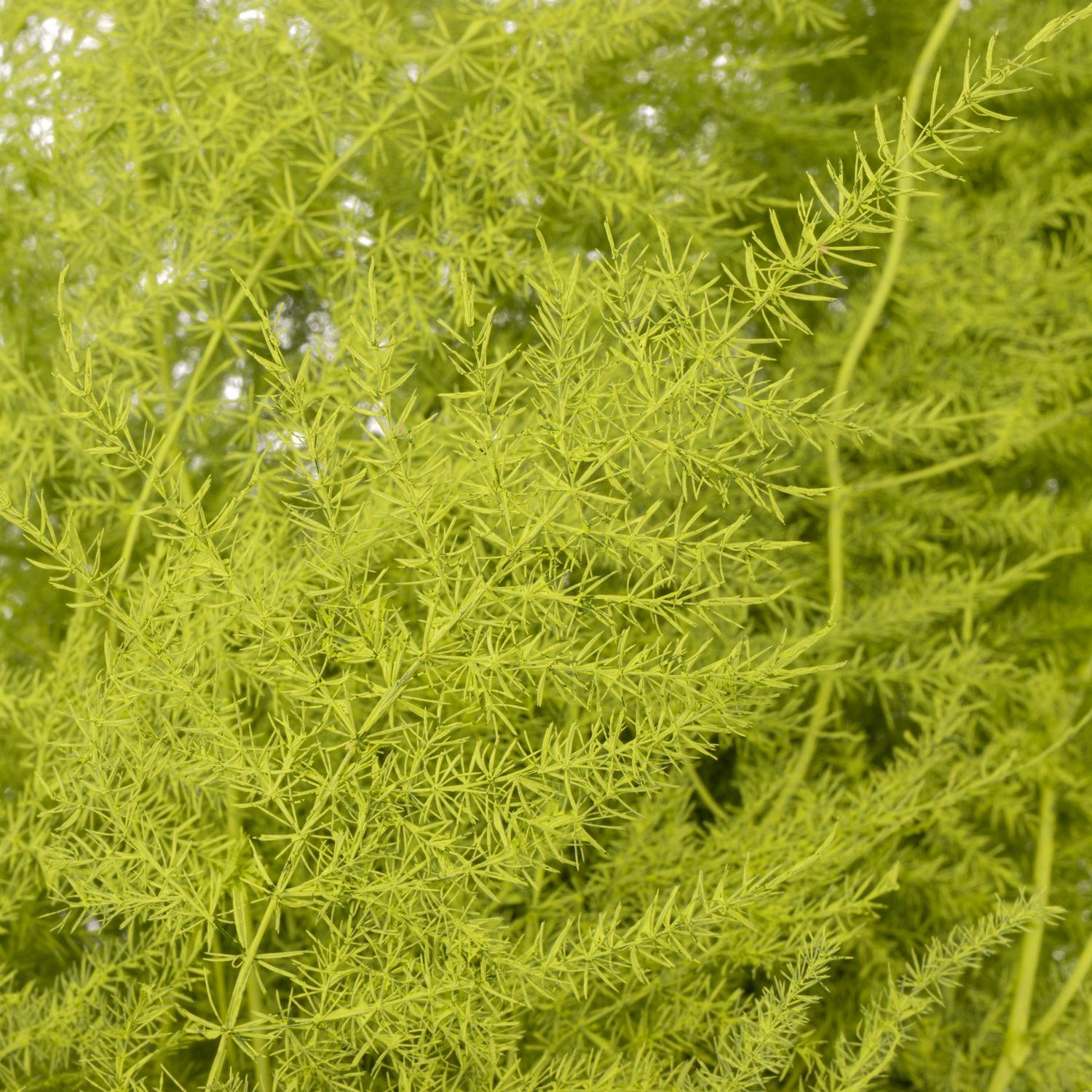 Plumosus mint grün gefärbt 85cm (x25)