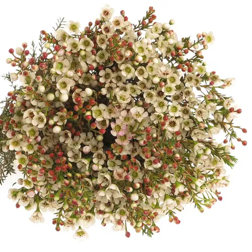 Wachsflower weiss Harmoni 20 Gramm 60cm