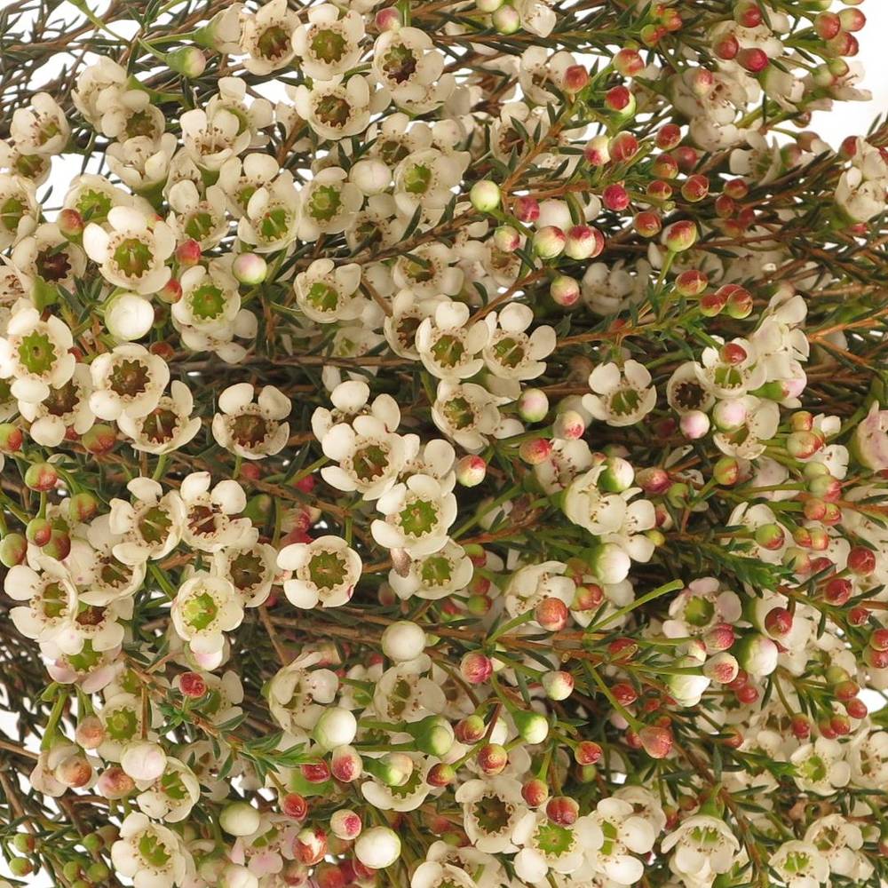 Wachsflower weiss Harmoni 20 Gramm 60cm
