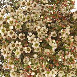 Wachsflower weiss Harmoni 20 Gramm 60cm
