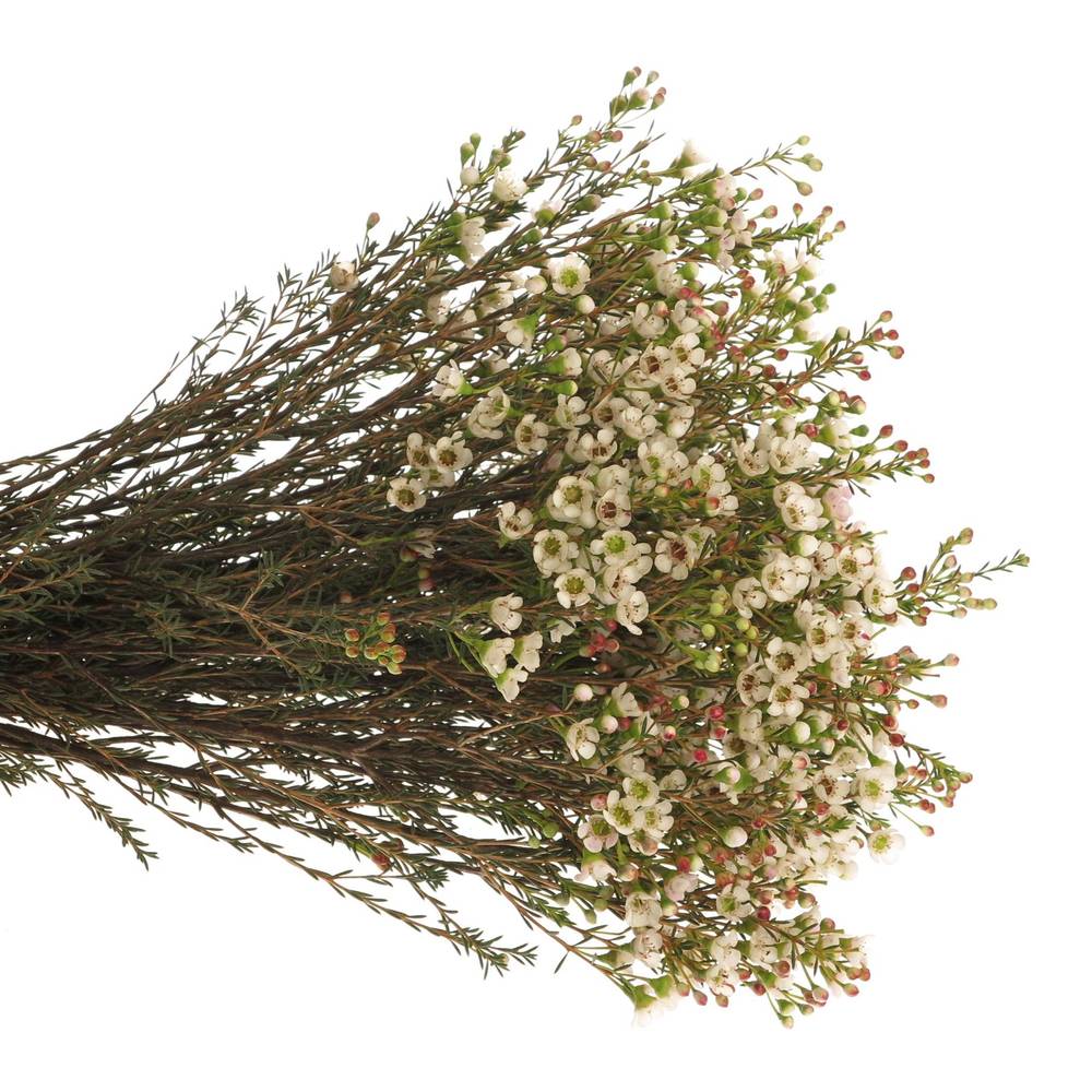 Wachsflower weiss Harmoni 20 Gramm 60cm