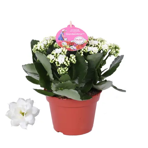 Kal.Gef.weiss Gardenlina T15 H027