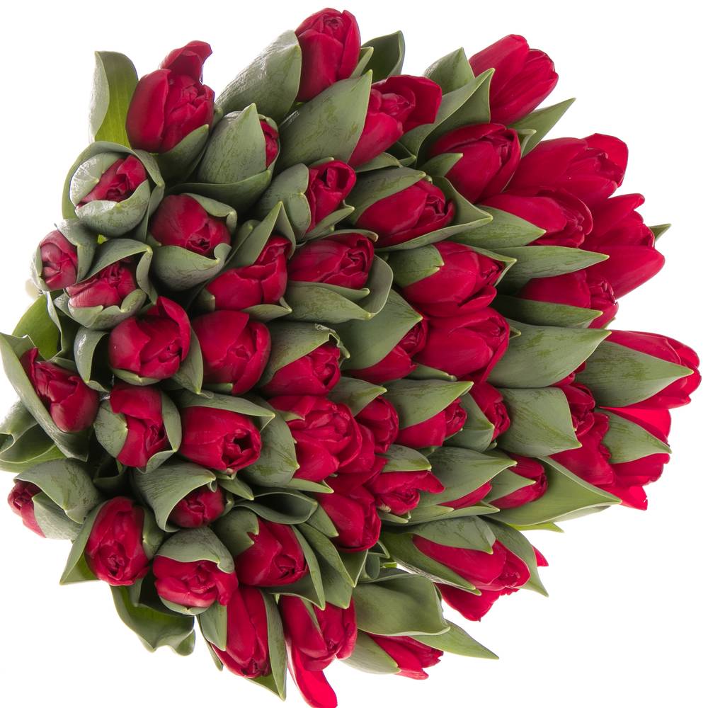 Tulpe rot Haertbreaker 44 Gramm