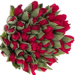 Tulpe rot Haertbreaker 44 Gramm