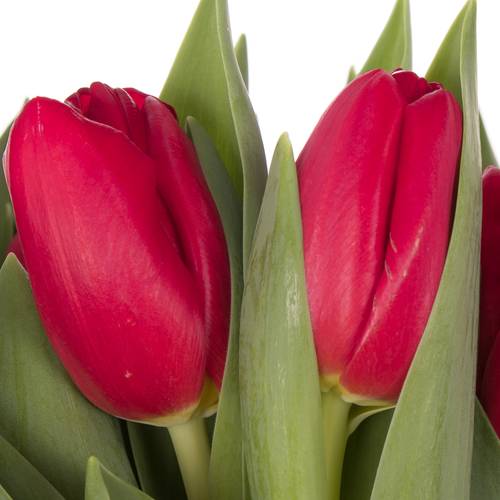 Tulpe rot Haertbreaker 44 Gramm