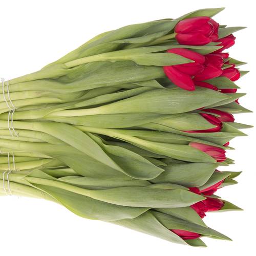 Tulpe rot Haertbreaker 44 Gramm