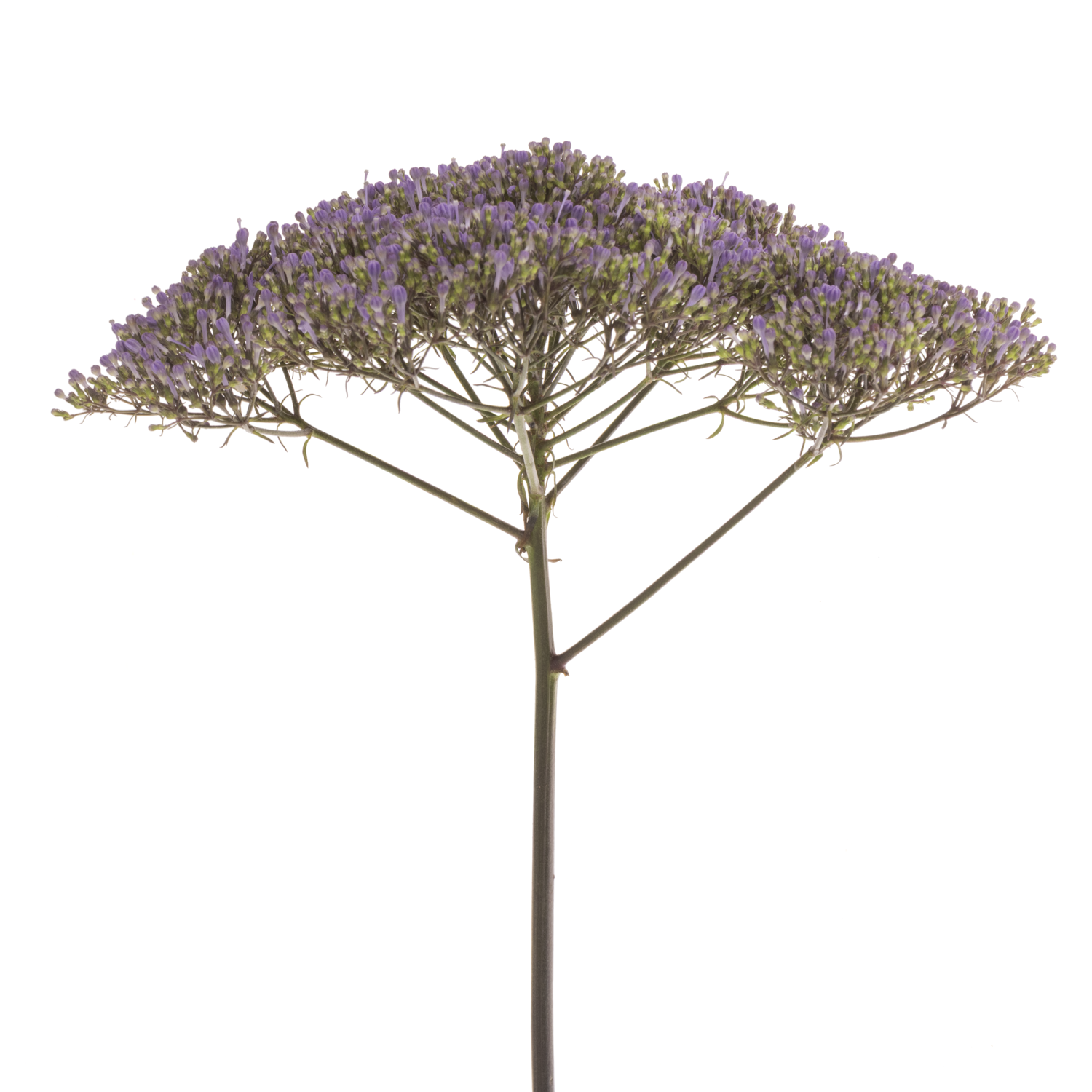 Tragelium blau/lila Blue Shine 80cm