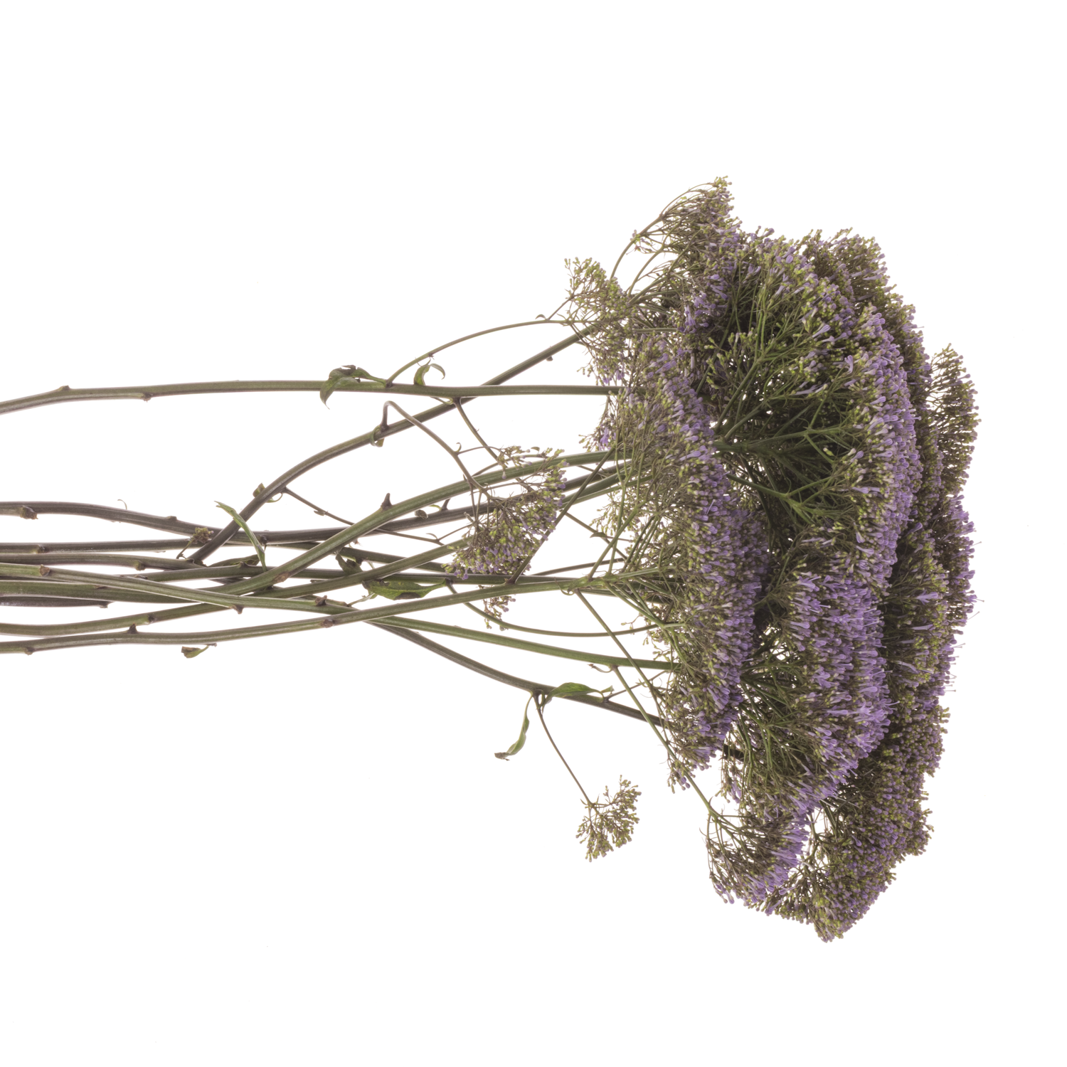 Tragelium blau/lila Blue Shine 80cm