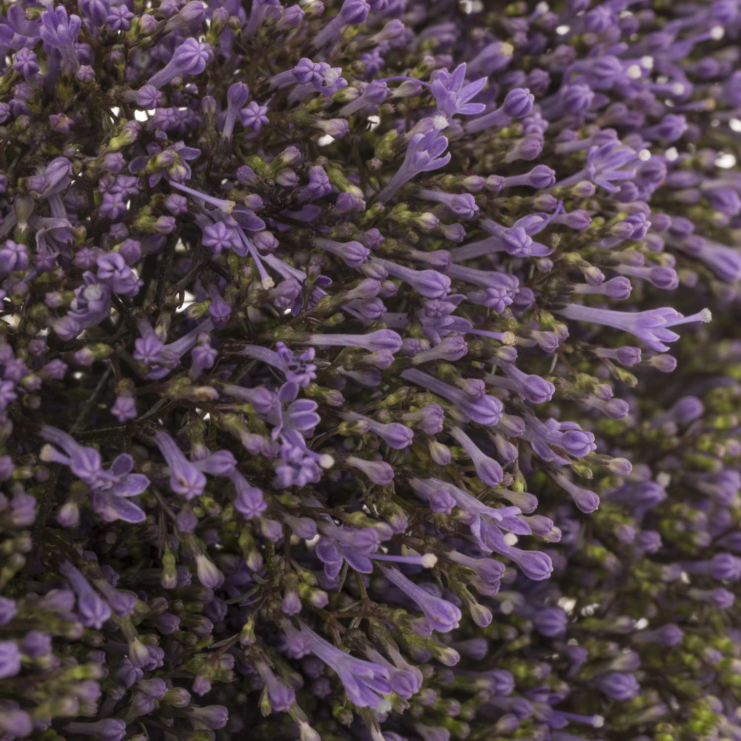 Tragelium blau/lila Blue Shine 80cm