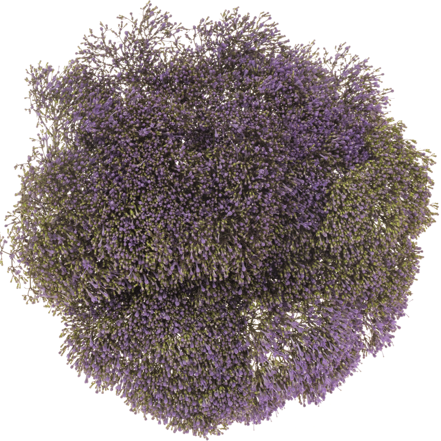 Tragelium blau/lila Blue Shine 80cm