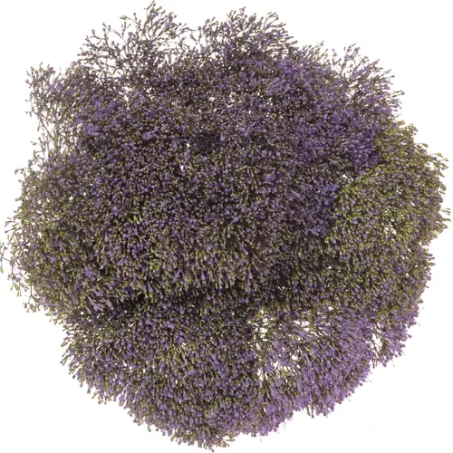 Tragelium blau/lila Blue Shine 80cm