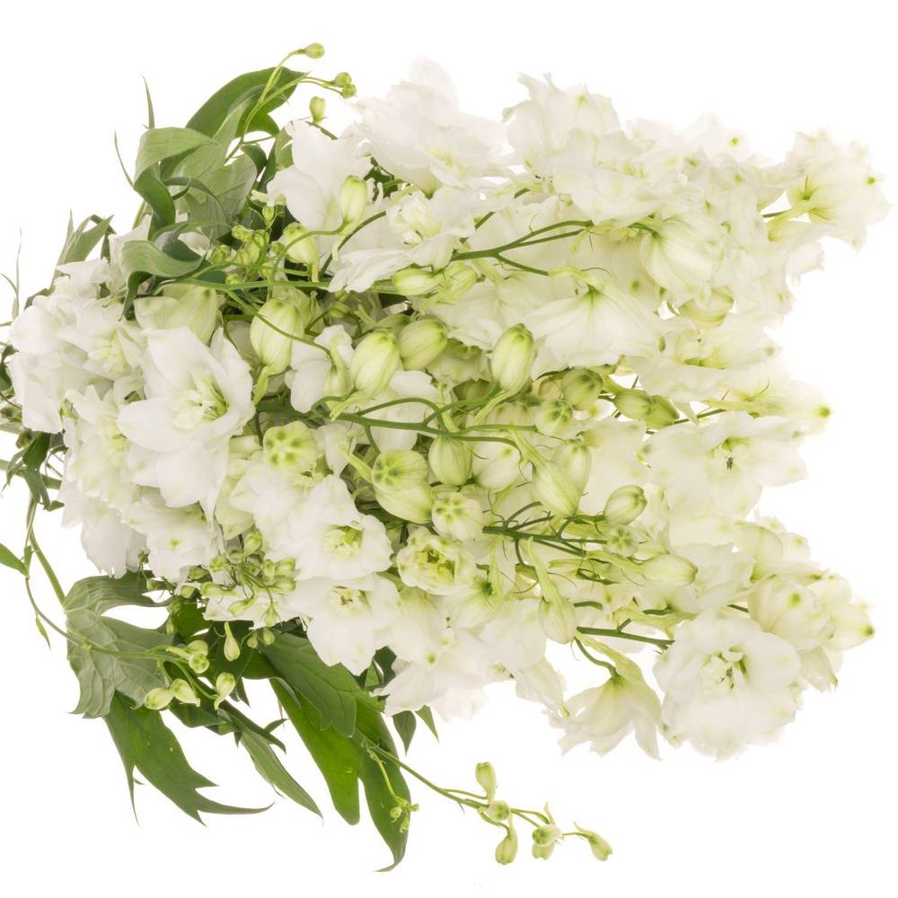 Delphinium weiss x 30 100cm