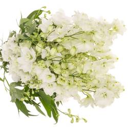 Delphinium weiss x 30 100cm