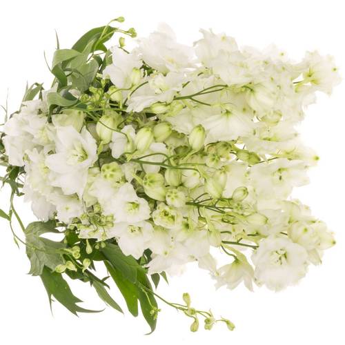 Delphinium weiss x 30 100cm