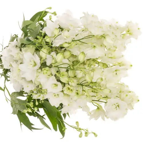 Delphinium weiss x 30 100cm