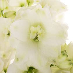 Delphinium weiss x 30 100cm