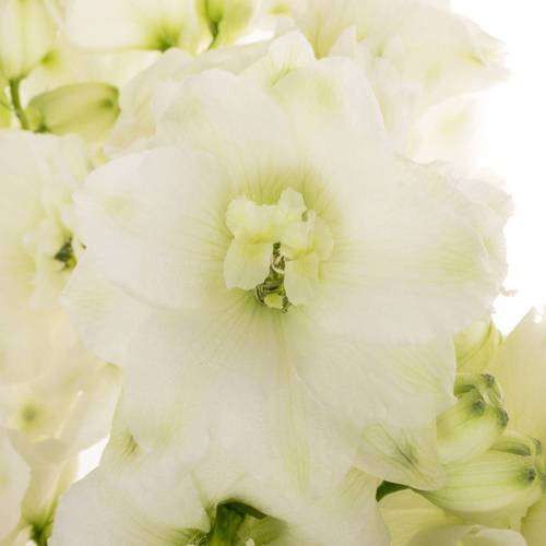 Delphinium weiss x 30 100cm