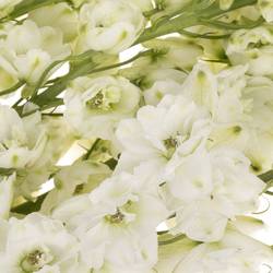 Delphinium weiss x 30 100cm