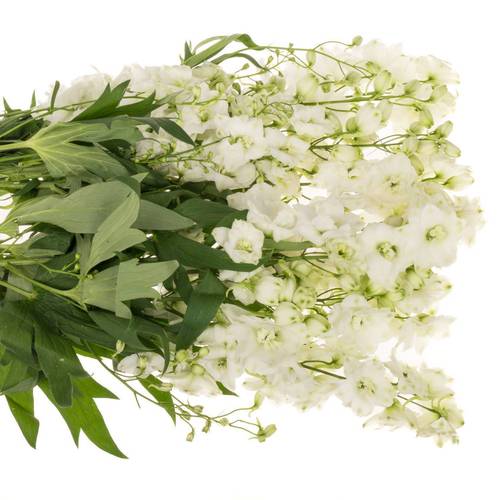 Delphinium weiss x 30 100cm