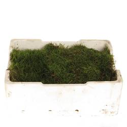 Plattenmoos grün Kisten