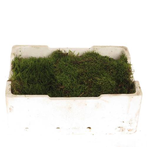 Plattenmoos grün Kisten