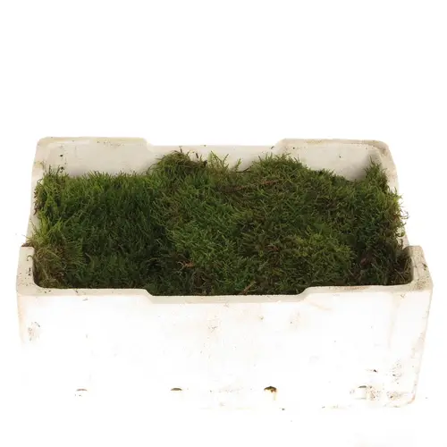 Plattenmoos grün Kisten