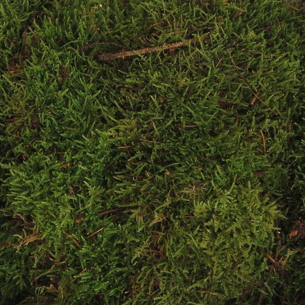 Plattenmoos grün Kisten