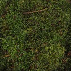 Plattenmoos grün Kisten