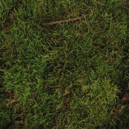 Plattenmoos grün Kisten