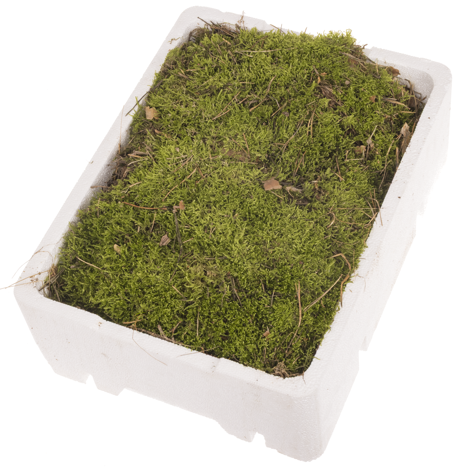 Plattenmoos grün Kisten