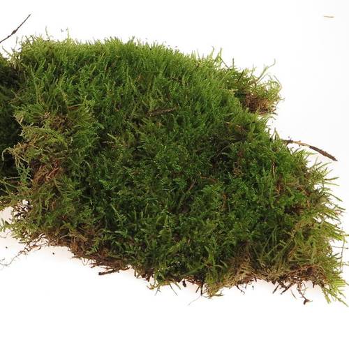 Plattenmoos grün Kisten