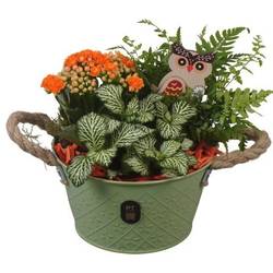 Kal.Arr PTHI3379 Herbst T17 H020