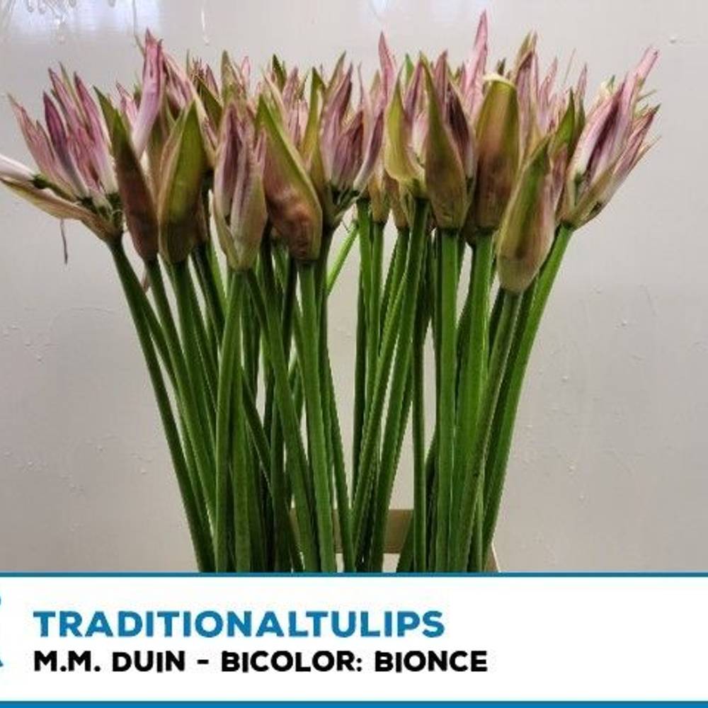 Nerine hell rosa Bicolor Bionce 60cm