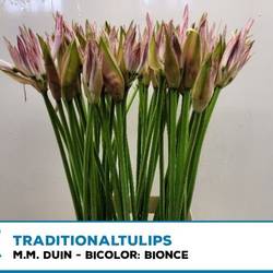 Nerine hell rosa Bicolor Bionce 60cm