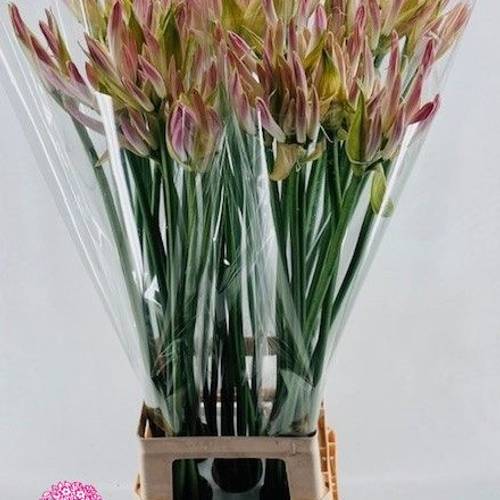 Nerine rosa/hell rosa Bicolor Bionce 80cm