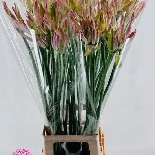 Nerine rosa/hell rosa Bicolor Bionce 80cm