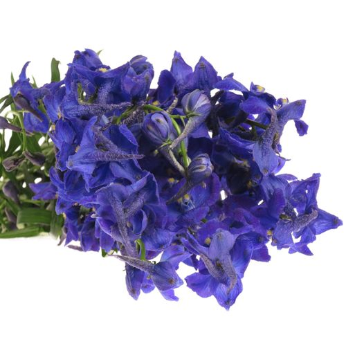 Delphinium blau Atlantis 90cm