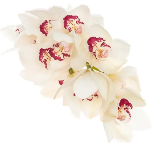 Cymbidium weiss Mazurka 80cm 13+Blüte