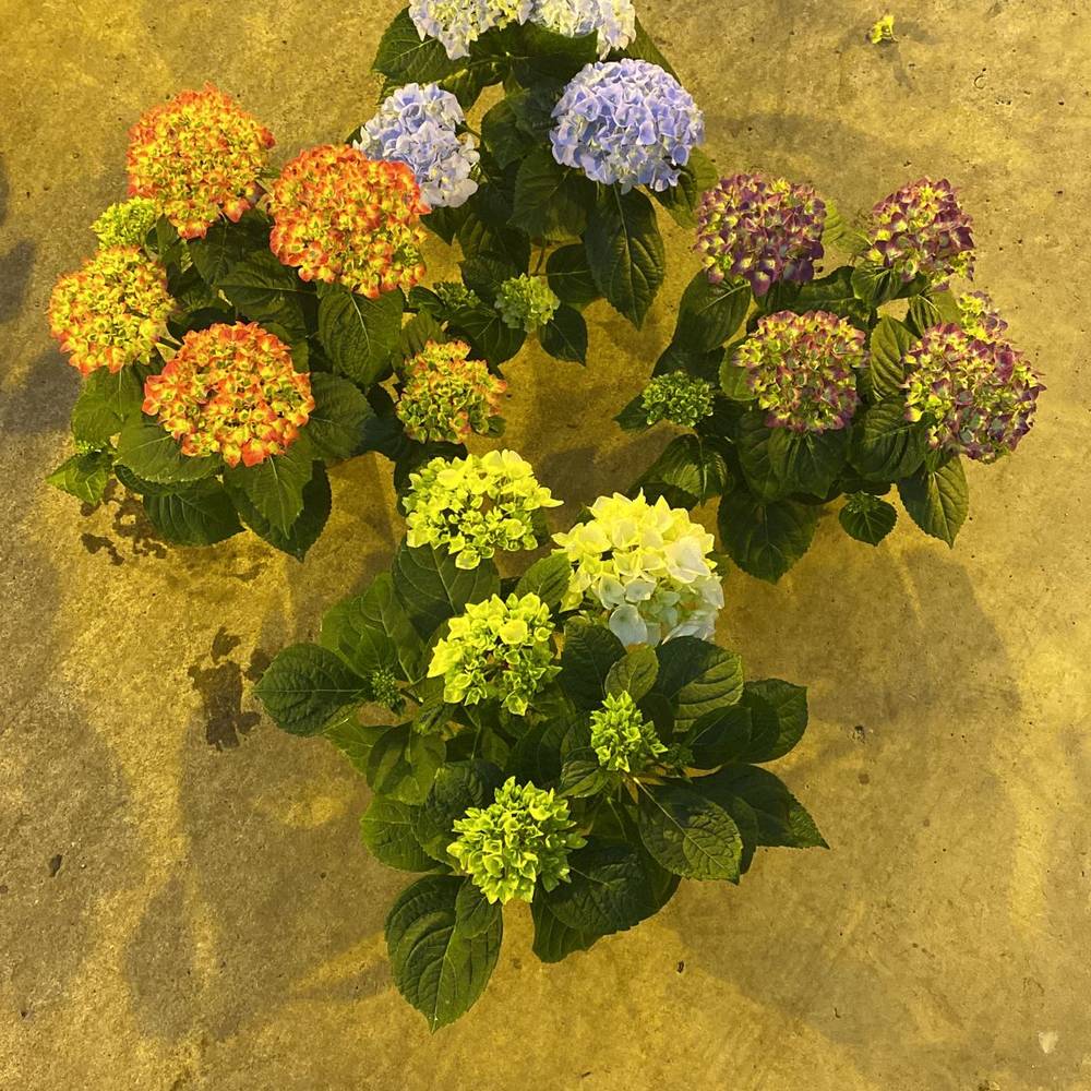 Hortensie mix T13 H040