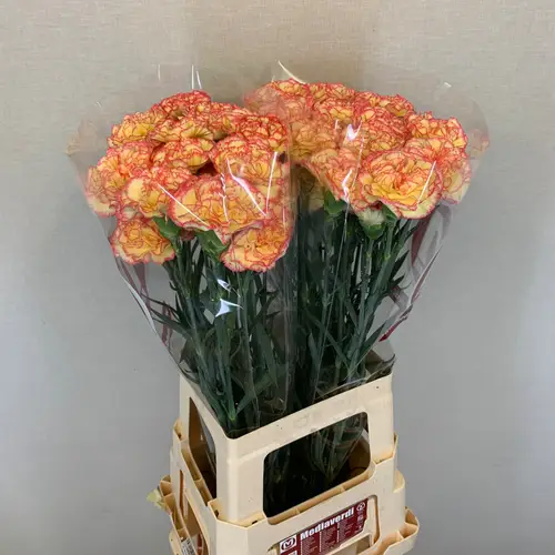 Nelke gelb/rosa Solea 60cm