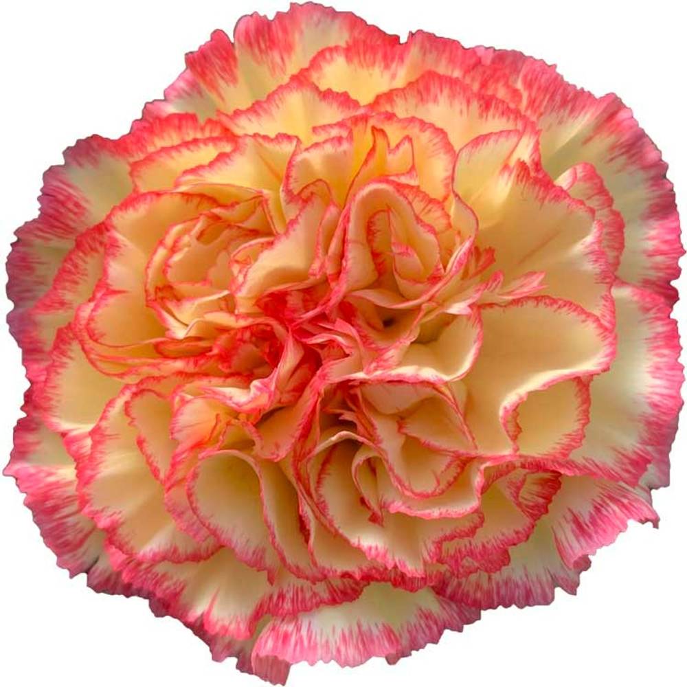 Nelke gelb/rosa Solea 60cm