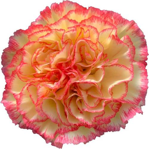 Nelke gelb/rosa Solea 60cm