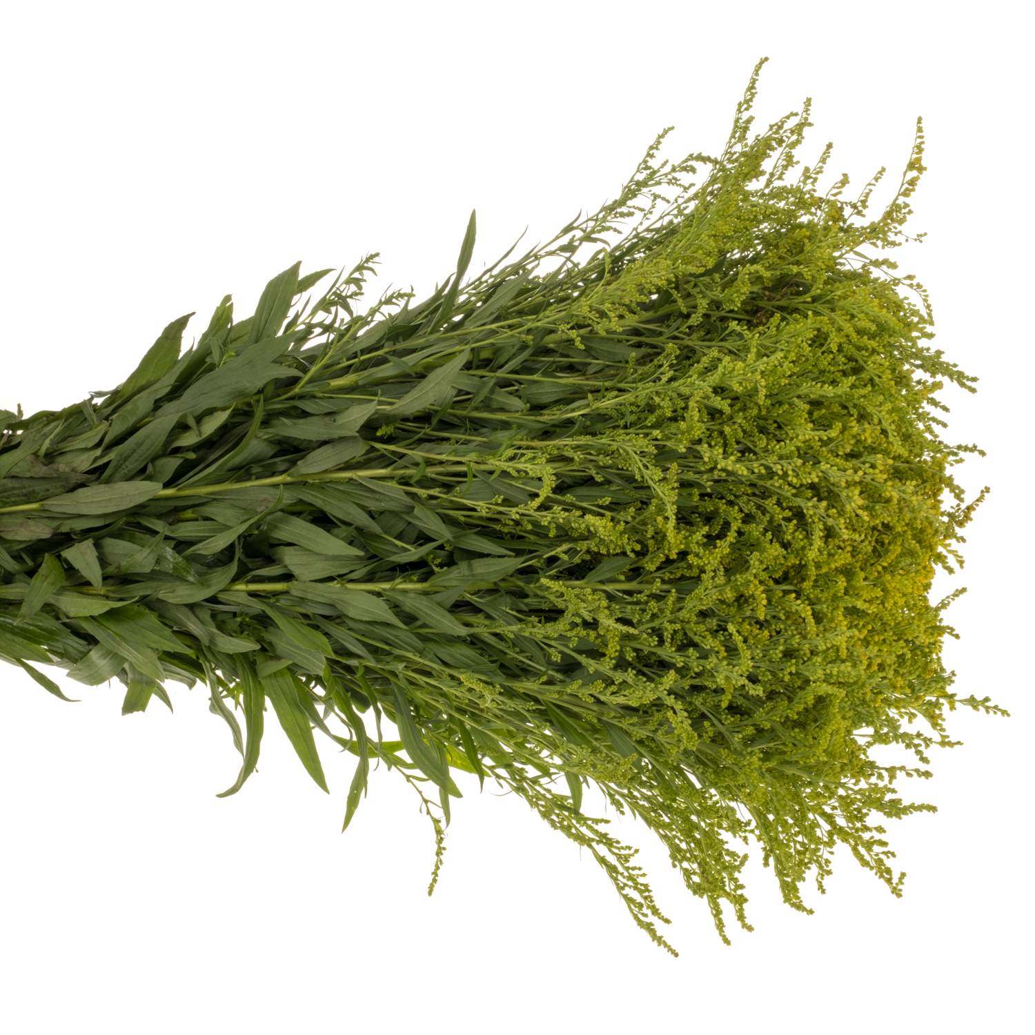 Solidago Super gelb 30 Gramm 80cm