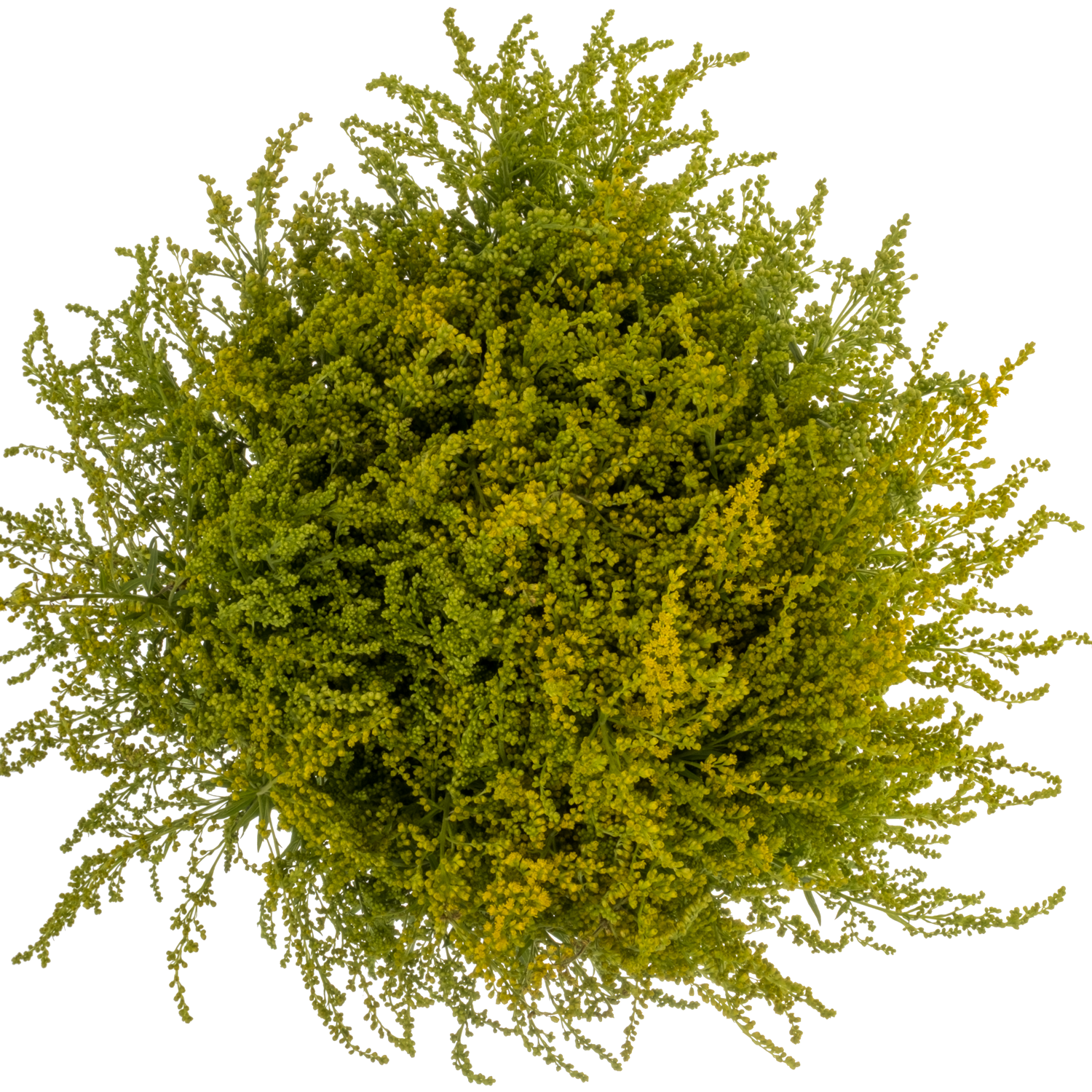 Solidago Super gelb 30 Gramm 80cm